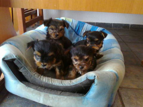 Śliczne Yorki